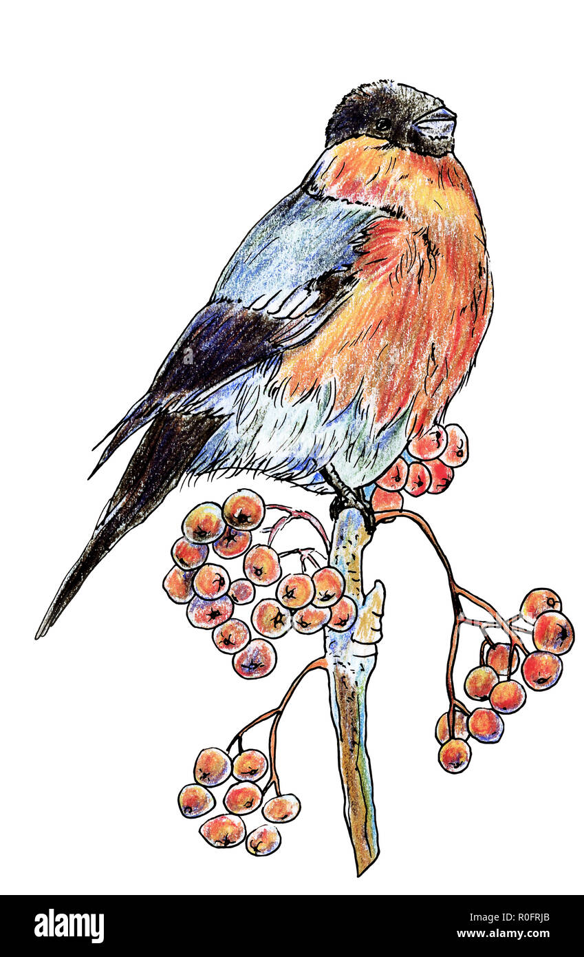 Einsam isoliert Vogel Dompfaff mit schwarzem Kopf und Red-bellied Winter sitzen auf einem Zweig mit Beeren der Eberesche, mit Buntstiften gezeichnet Stockfoto