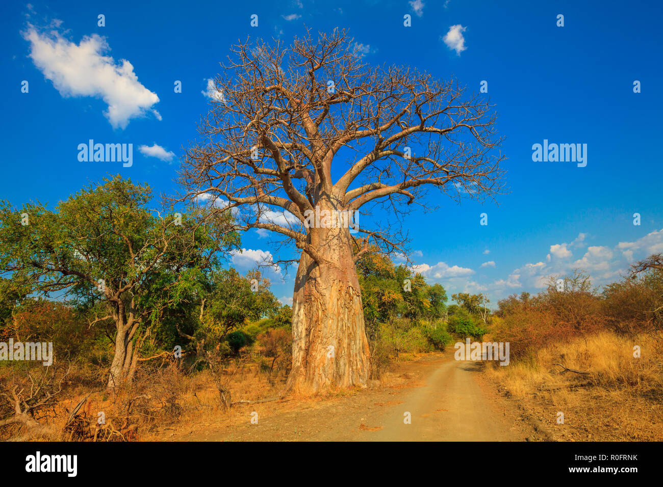 Landschaft von Baobab Baum in Musina Nature Reserve, eine der größten Sammlungen von baobabs in Südafrika. Pirschfahrt in der Limpopo Spiel und Naturschutzgebiete. Sonnigen Tag mit blauen Himmel. Trockenzeit. Stockfoto