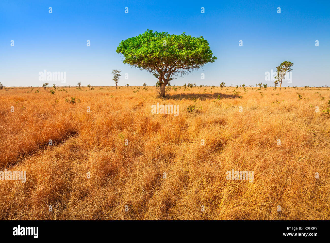Afrikanische Akazie in der Serengeti Nationalpark in Tansania, Ostafrika, trockenen Jahreszeit. Afrika Safari Szene in der Savanne Landschaft. Baum allein in den afrikanischen Szene. Kopieren Sie Platz. Hintergrund. Blue Sky. Stockfoto