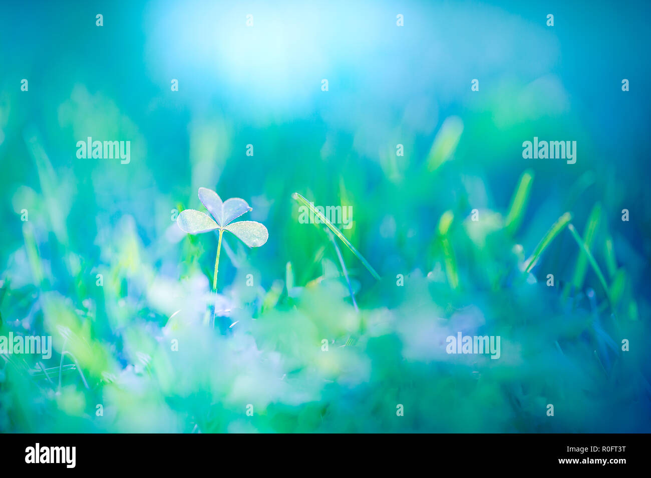 Helle nasse Gras mit Tau rasen Hintergrund. Künstlerische frühling sommer wiese unter Sonnenlicht mit Sonnenstrahlen. Idyllischer morgen gras wiese Konzept Stockfoto