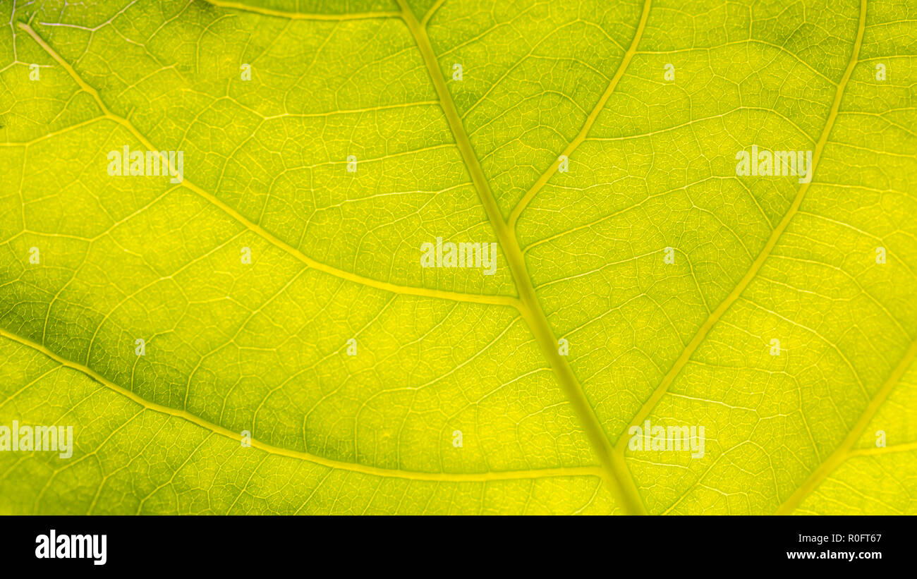 Grüne Blätter Hintergrund. Blatt Textur, Makro Bild. Abstrakte Konzept Stockfoto