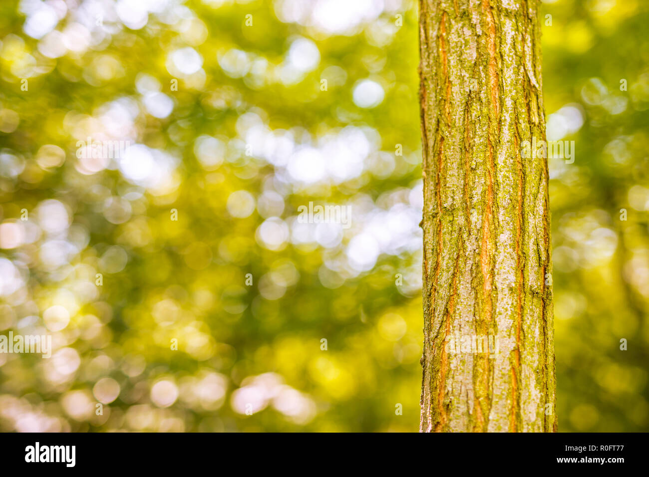 Baum closeup mit unscharfen Hintergrund, grüne Ökologie Konzept. Wald, T-Stücke, Natur Stockfoto