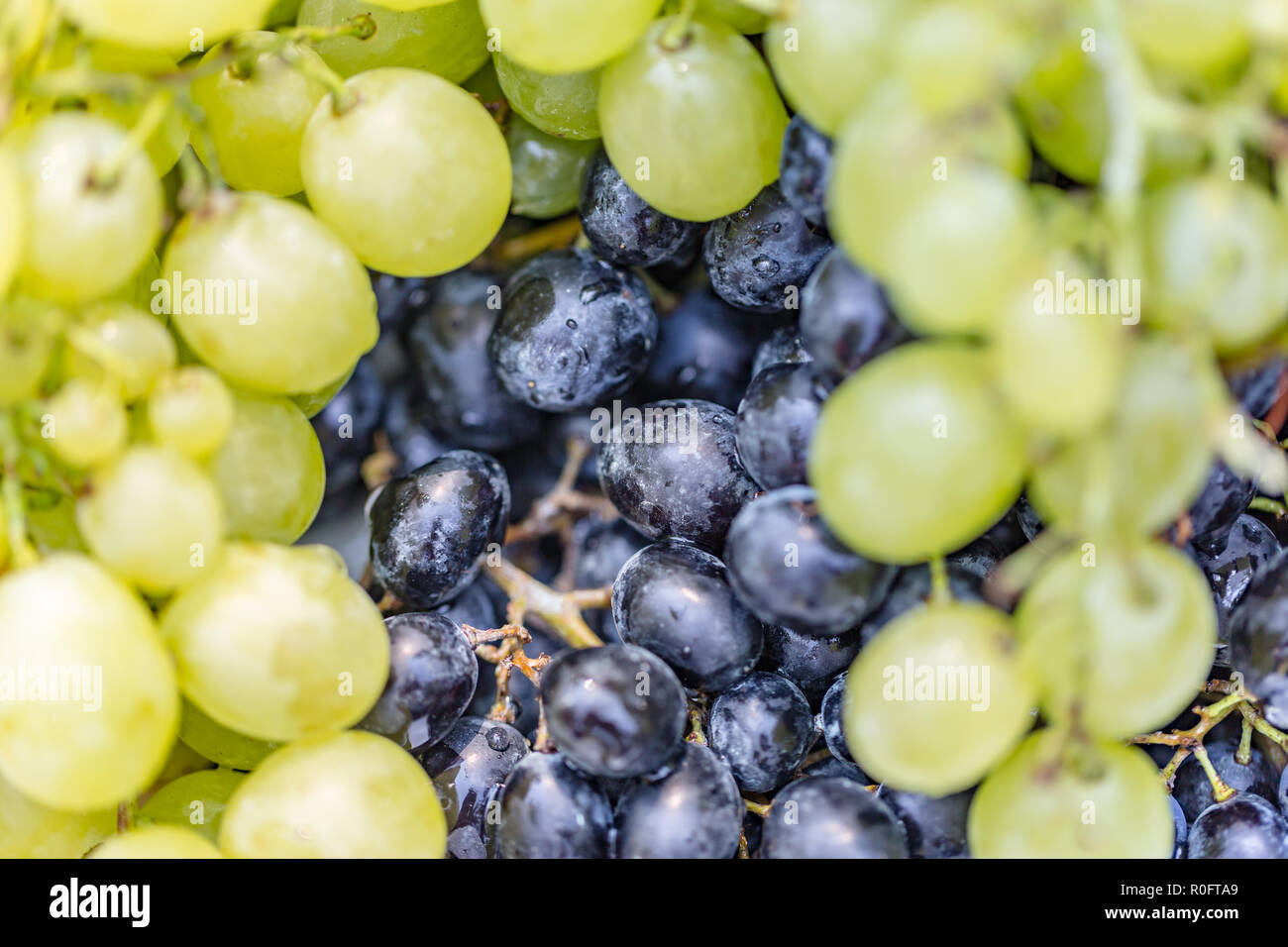 Gesunde Früchte Rote Weintrauben, Hintergrund, dunklen Trauben, blaue Trauben, Weintrauben. Rote Trauben mit weißen Trauben Stockfoto