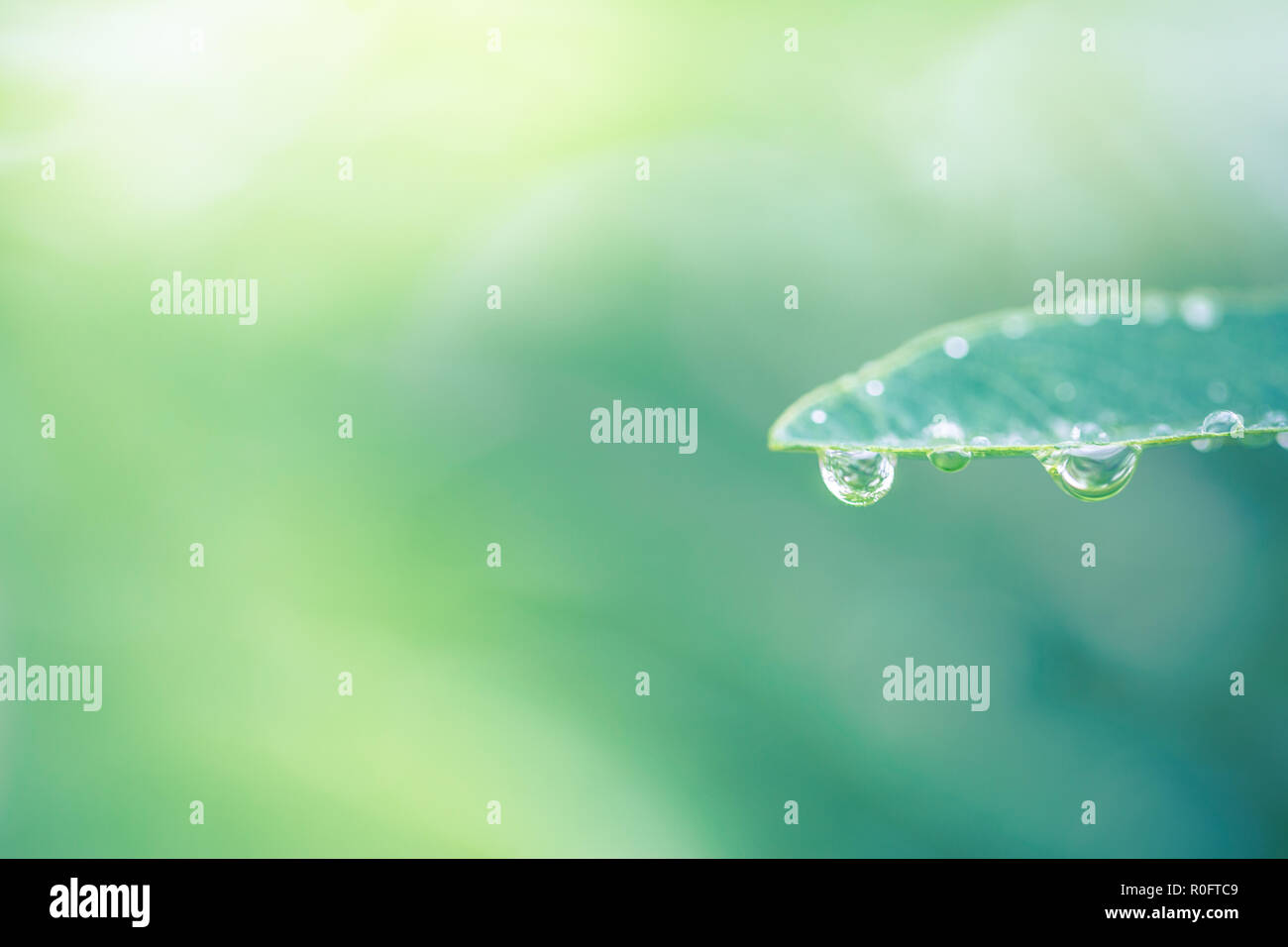 Zusammenfassung von Wassertropfen auf Blatt. Morgentau im Sonnenschein, helle Natur Hintergrund Stockfoto