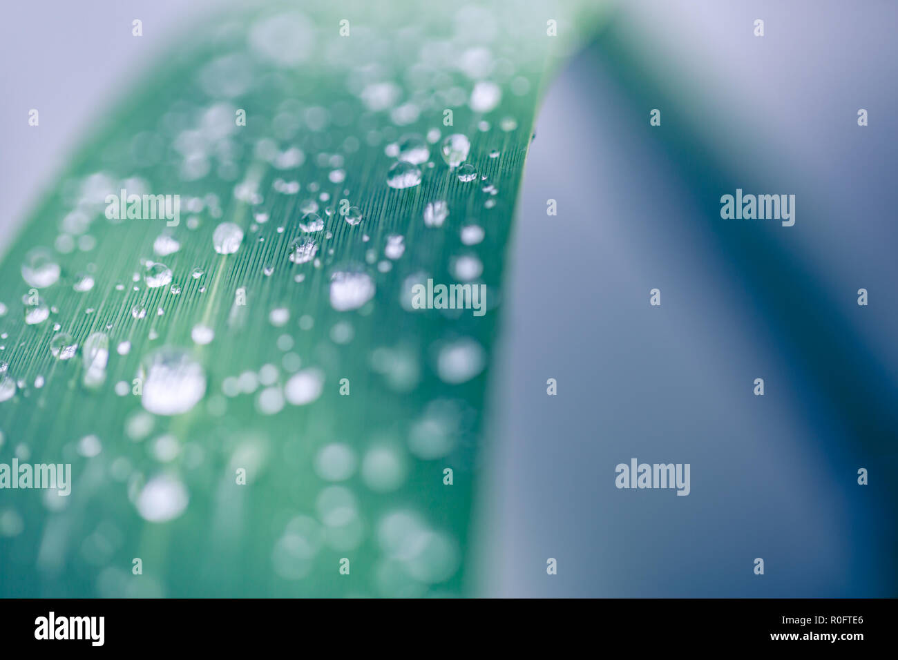 Zusammenfassung von Wassertropfen auf Blatt. Morgentau im Sonnenschein, helle Natur Hintergrund Stockfoto