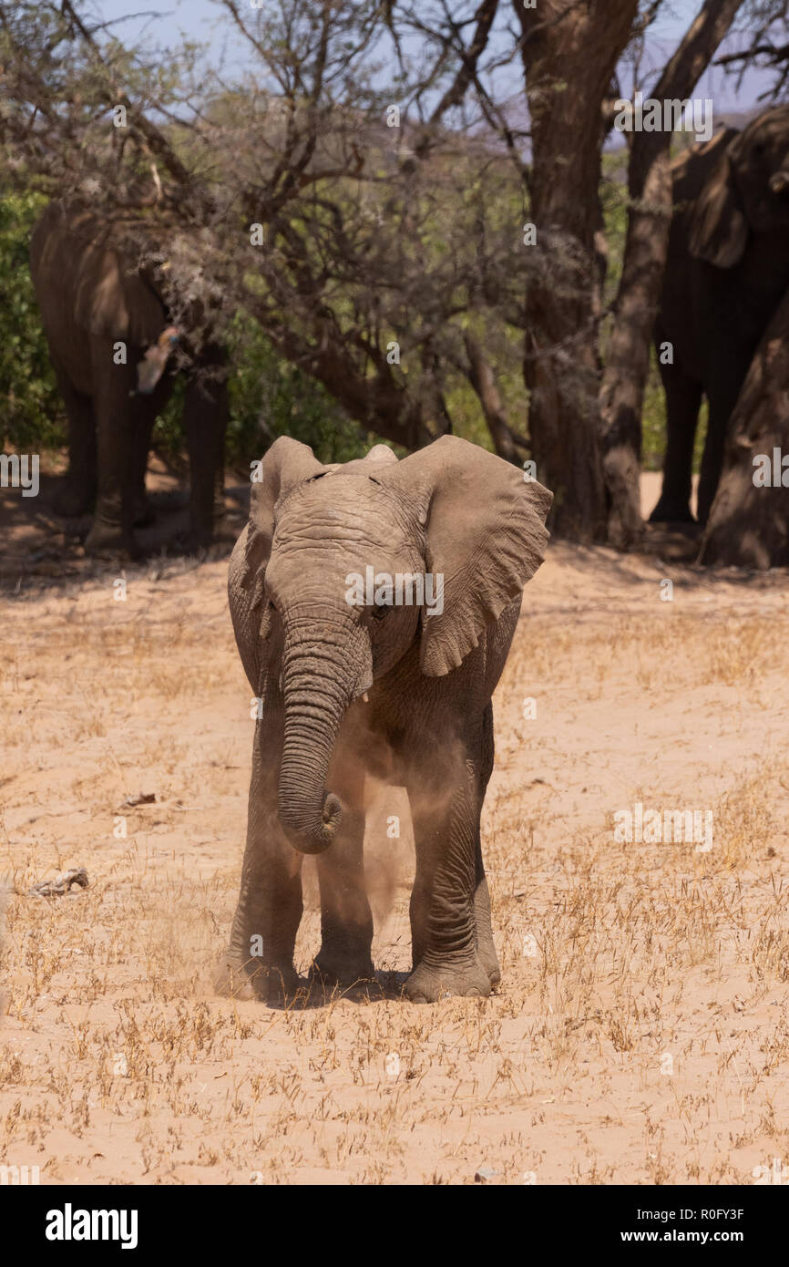 Wüste angepasst Baby Elefant, Loxodonta Africana, Damaraland, Namibia Afrika Stockfoto