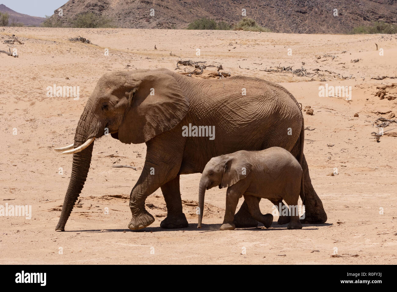 Erwachsener und Kind afrikanische Elefanten (Loxodonta Africana), aka Wüstenelefanten wandern in den Haub River Bed, Damaraland, Namibia Afrika Stockfoto