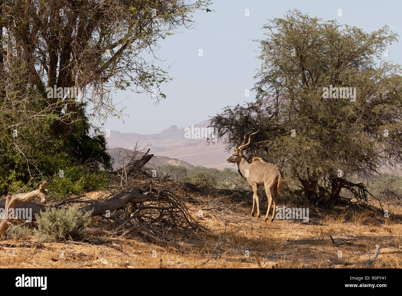 Namibia Wildlife - ein erwachsenes Männchen größer Kudu (Tragelaphus strepsiceros), Damaraland Namibia Afrika Stockfoto