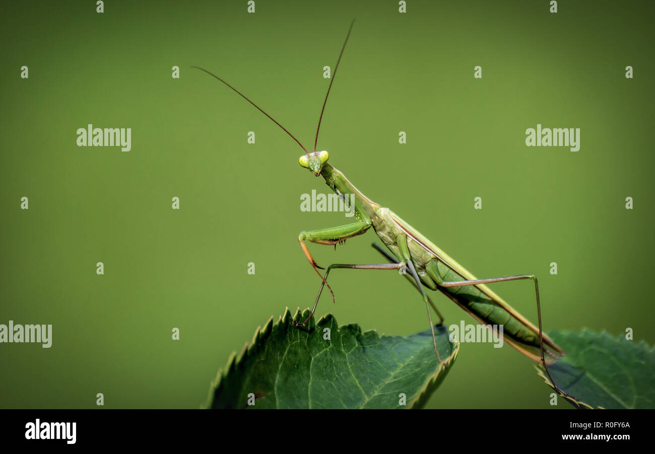 Die Europäische gottesanbeterin oder Mantis religiosa ist ein großer hemimetabolic Insekt in der Familie des Mantidae, die die größte Familie der Mantodea Stockfoto