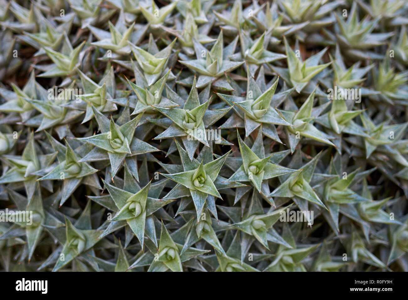 Deuterocohnia buergeri Nahaufnahme Stockfoto