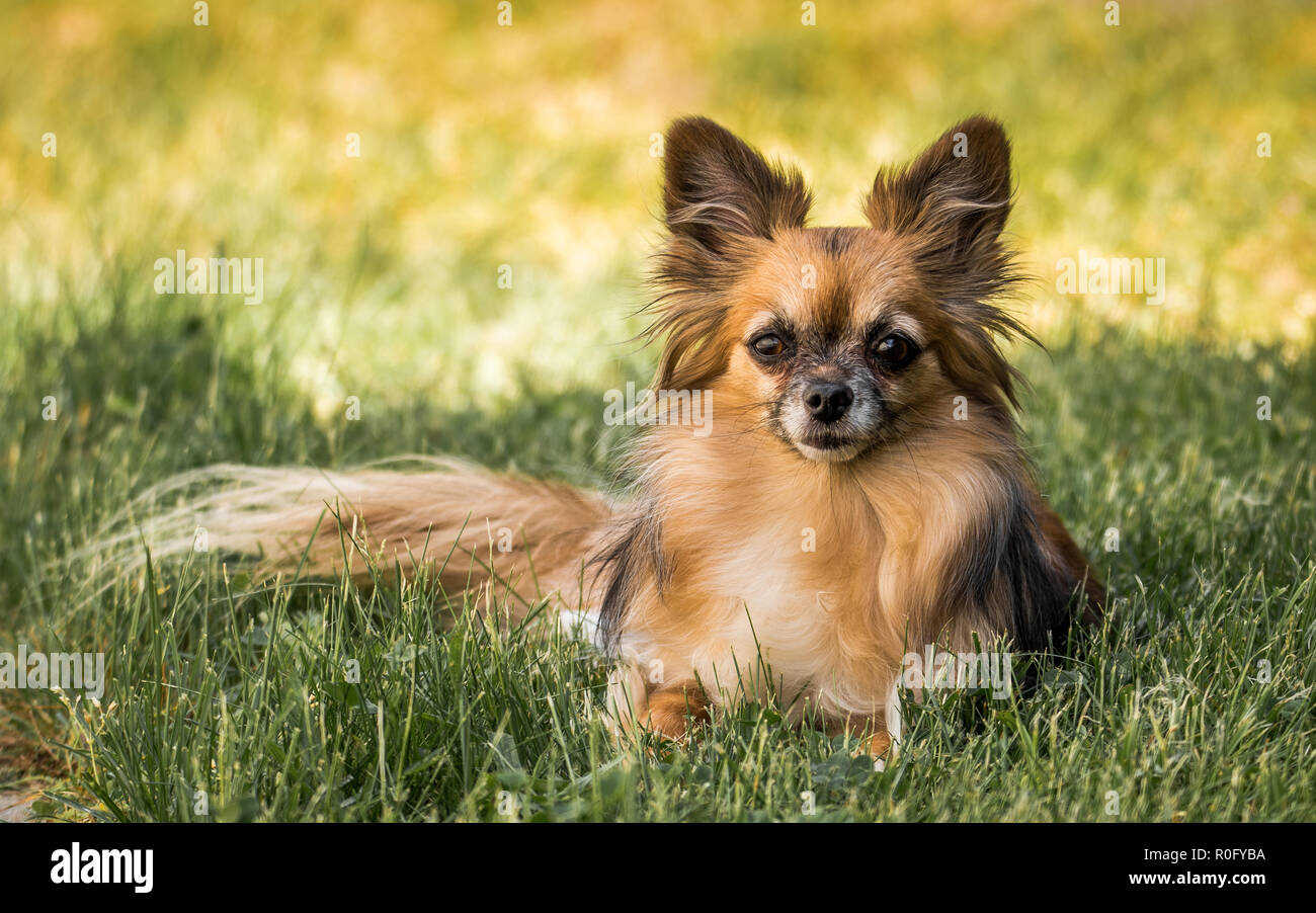 Der Chihuahua ist die kleinste Rasse der Hund und ist nach dem Bundesstaat Chihuahua in Mexiko genannt. Chihuahuas kommen in einer Vielzahl von Farben Stockfoto