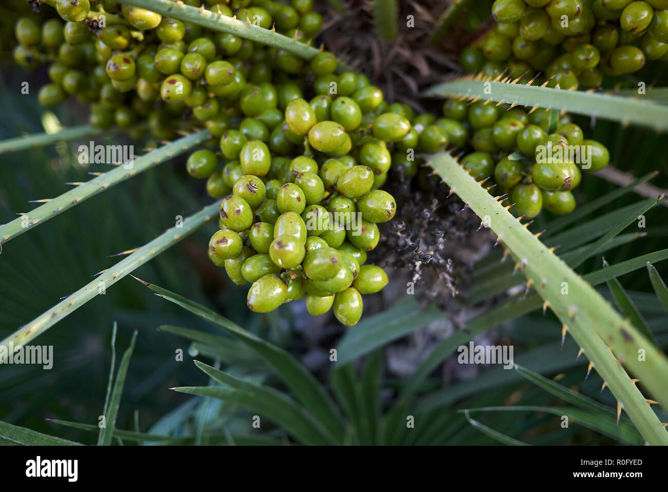 Chamaerops humilis Obst Nahaufnahme Stockfoto