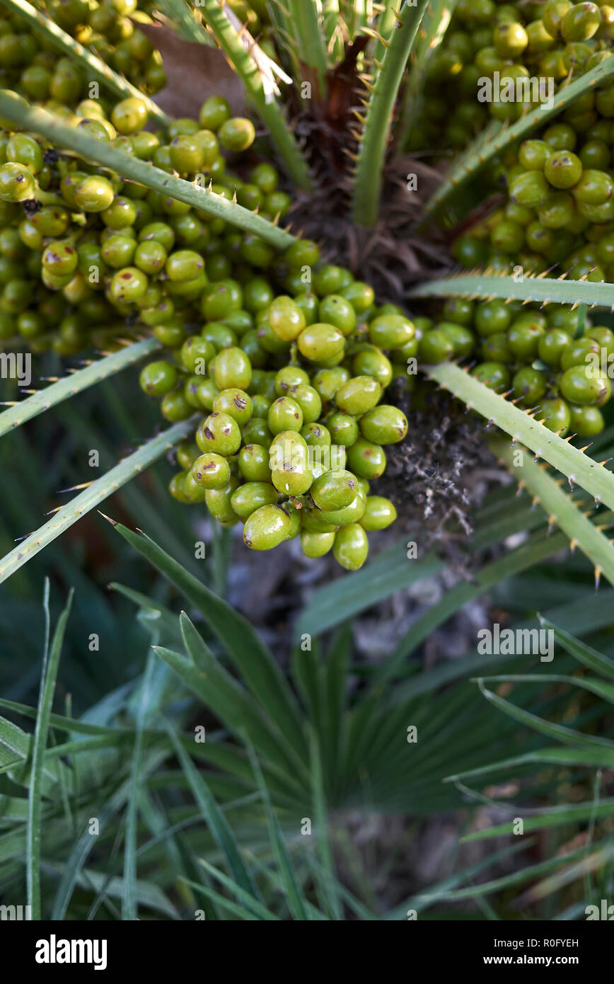 Chamaerops humilis Obst Nahaufnahme Stockfoto