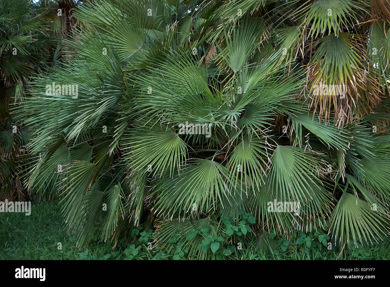 Chamaerops humilis in einem öffentlichen Park Stockfoto