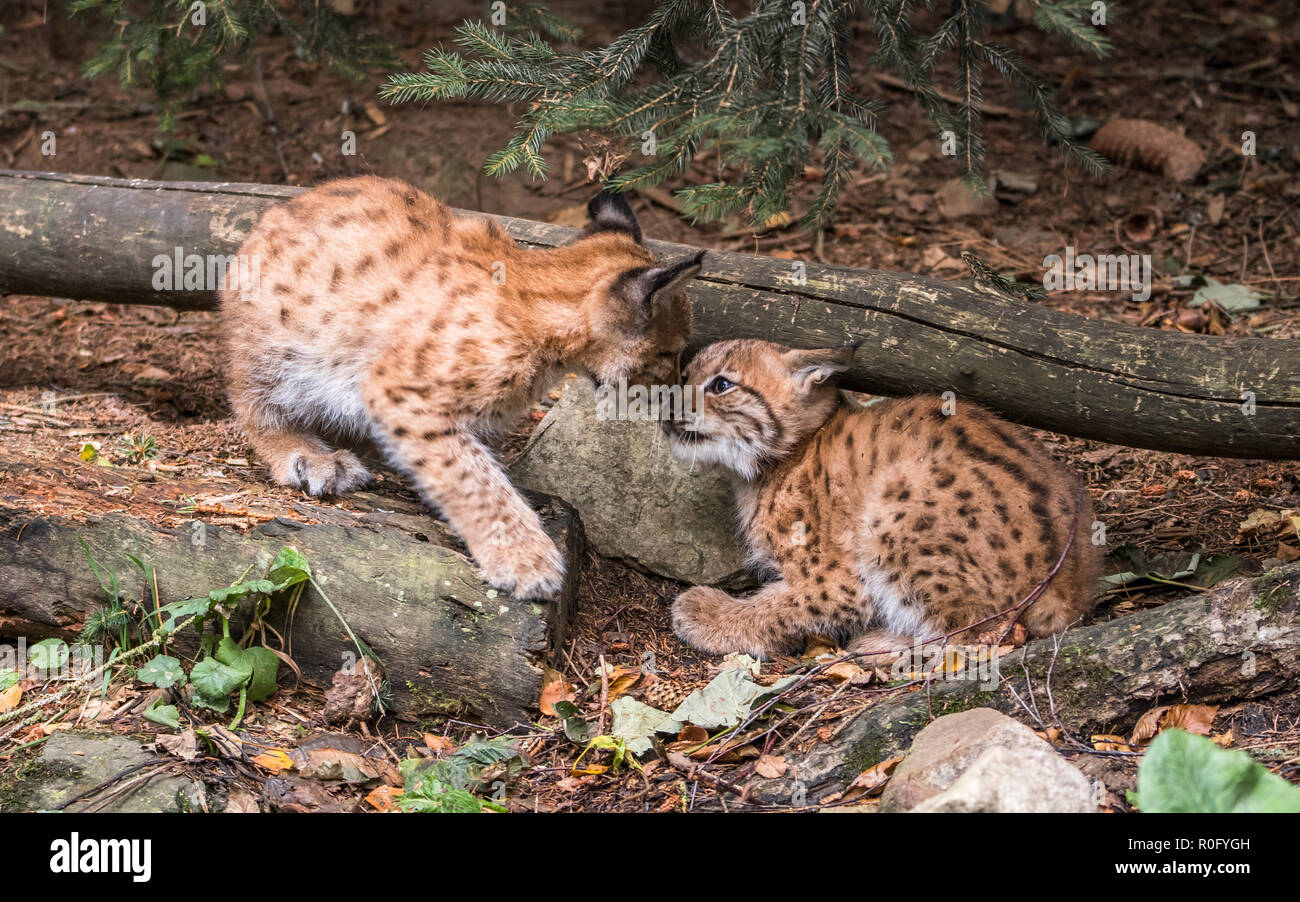 Der eurasische Luchs ist eine mittelgroße wilde Katze native nach Sibirien, zentralen, östlichen und südlichen Asien, Nord-, Mittel- und Osteuropa. Stockfoto