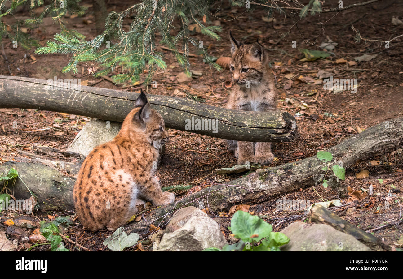 Der eurasische Luchs ist eine mittelgroße wilde Katze native nach Sibirien, zentralen, östlichen und südlichen Asien, Nord-, Mittel- und Osteuropa. Stockfoto