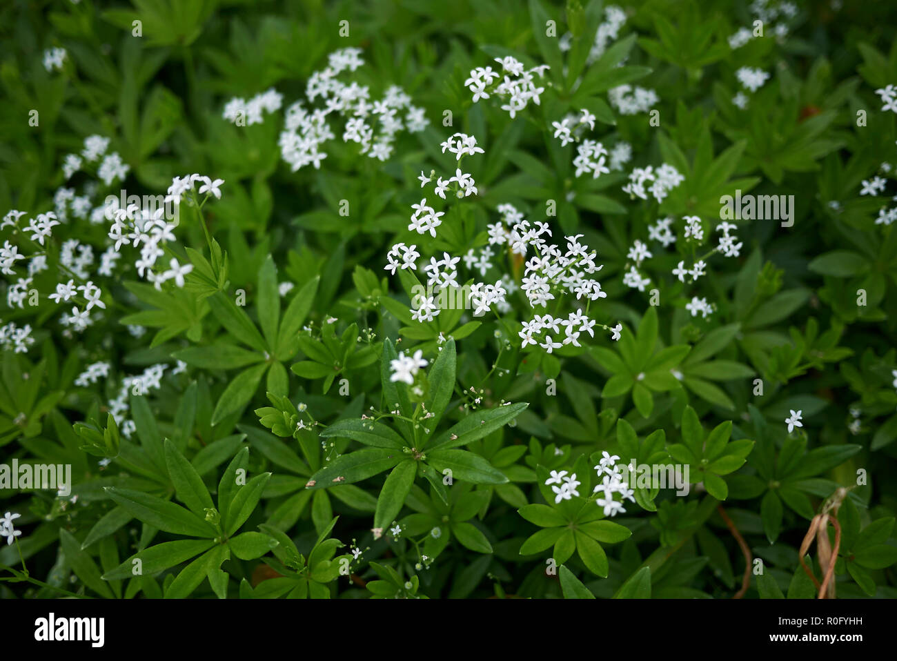 Galium odoratum mit weißen Blumen Stockfoto