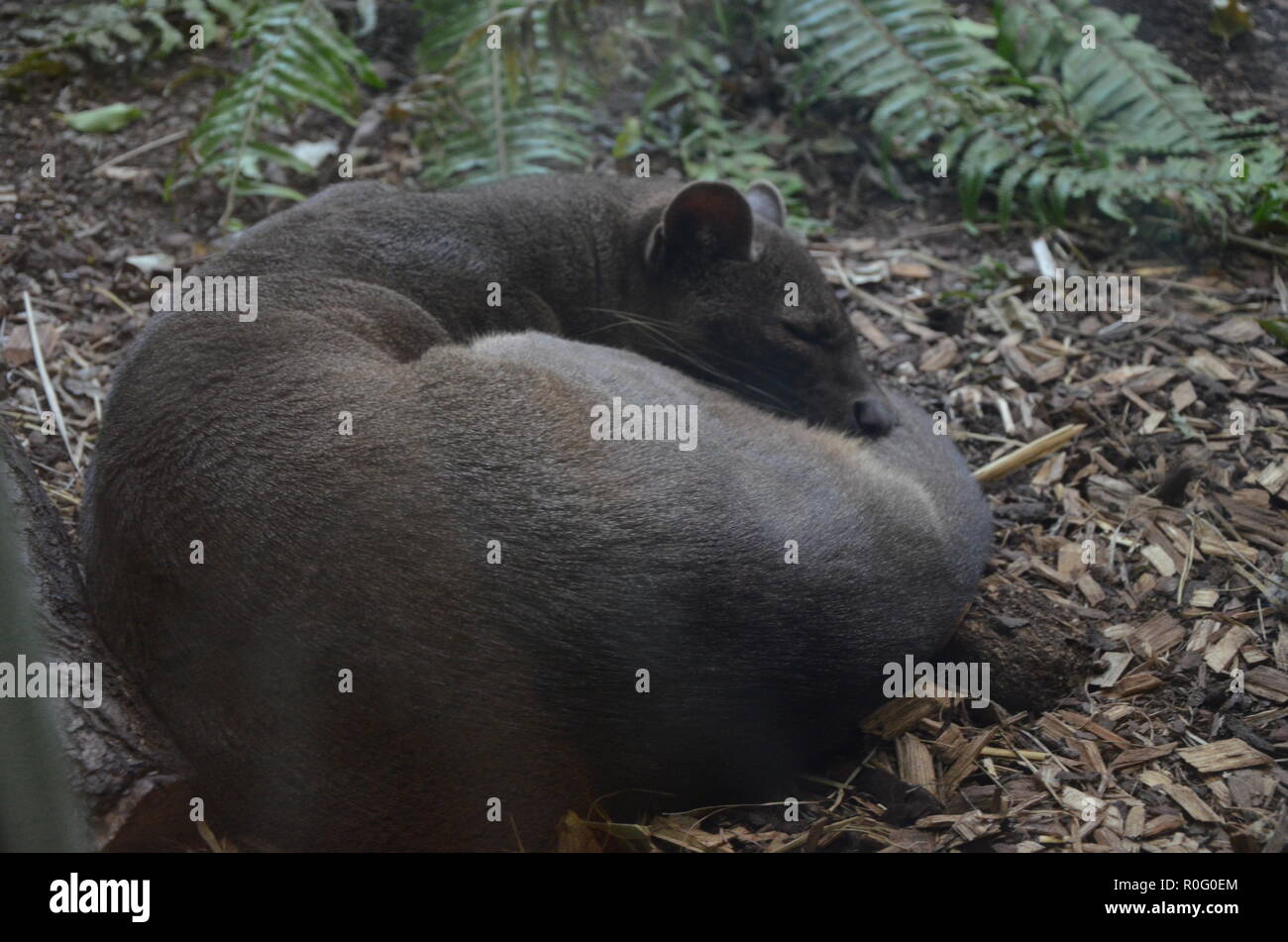 Fossa (Cryptoprocta Ferox) Katze In Madagaskar Stockfoto