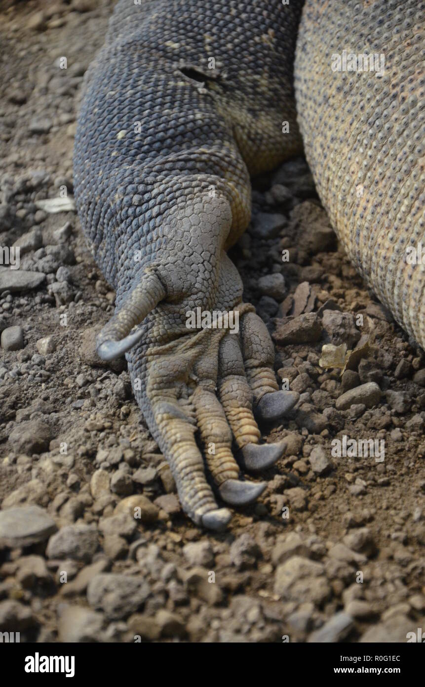 Komodo Dragon, Zoo Frankfurt Stockfoto
