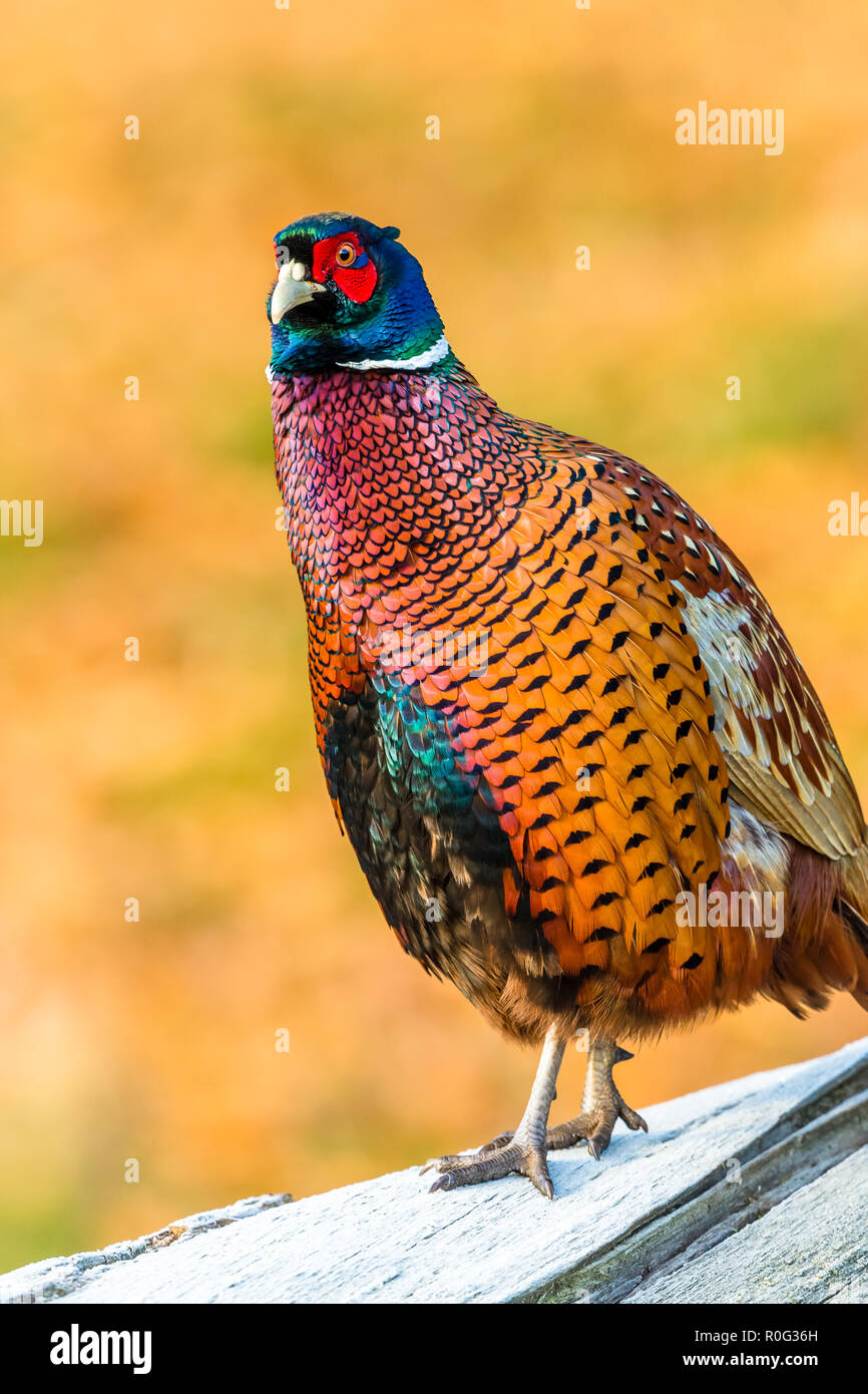 Fasan, gemeinsame oder Ring necked pheasant. (Phasianus colchicus). Bunte männlich oder cockbird thront auf einem Frost bedeckt sich mit reichen Herbstliche oder fallen Stockfoto