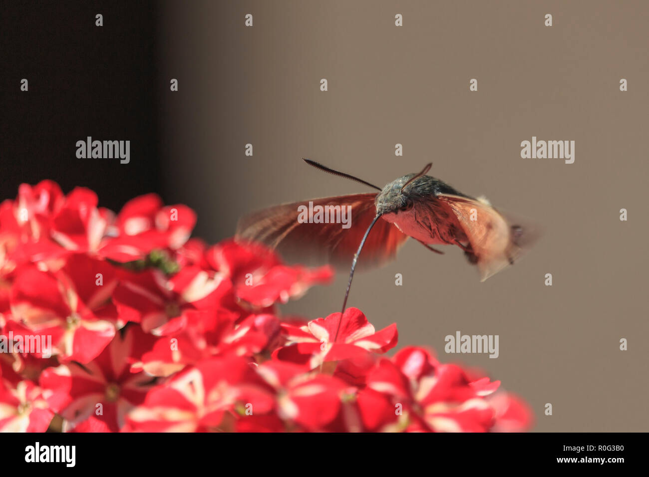 Hummingbird Hawk-moth Kommissionierung Nektar von Blüten. Macroglossum stellatarum Stockfoto