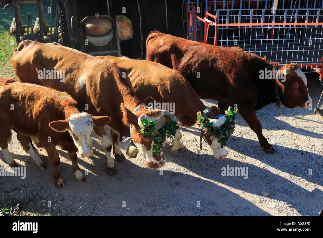 Rinder, Kühe, Kälbchen und Bullen, mit Blumen geschmückt, beim Weideabtrieb Stockfoto