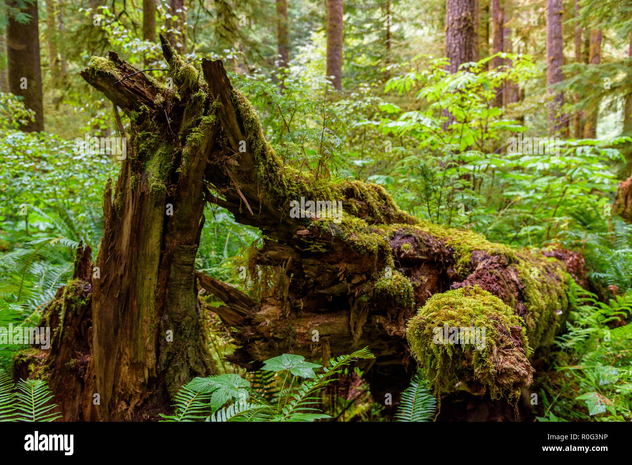 Ein langer Baumstamm wird durch eine ferorious Sturm riss Stockfoto