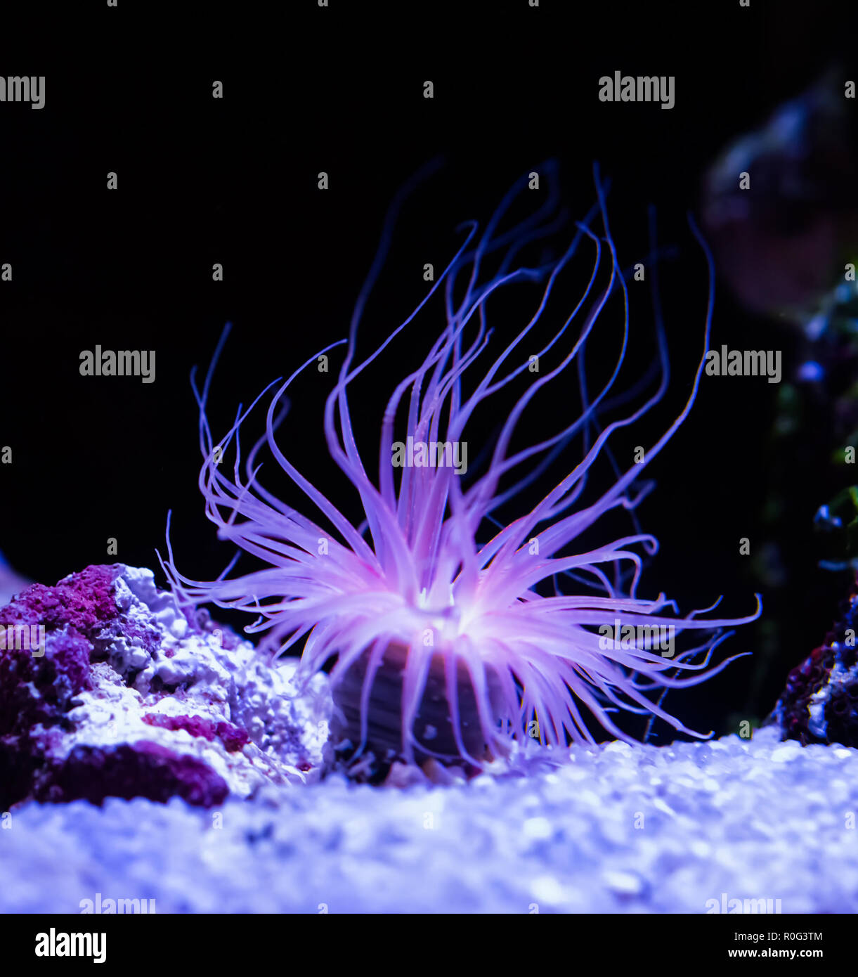 Schöne Seeanemone Beleuchtung in Violett Blau und Rosa leuchtende Farben aquatische Unterwasser ocean Tier Pflanze Stockfoto