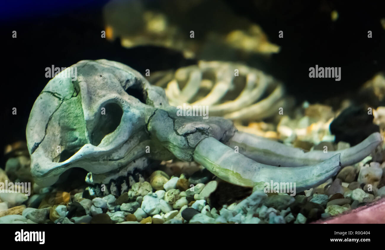 Ein elephant Skeleton skull Festlegung unter dem Wasser unglaublich und unheimlich Aquarium Dekoration Stockfoto