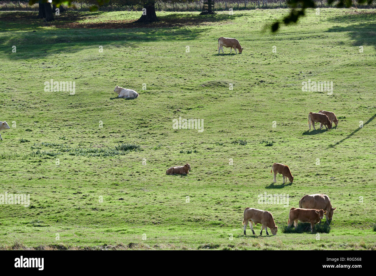 Rinder grasen in einem Feld, Womersley, North Yorkshire, Nordengland, Großbritannien Stockfoto