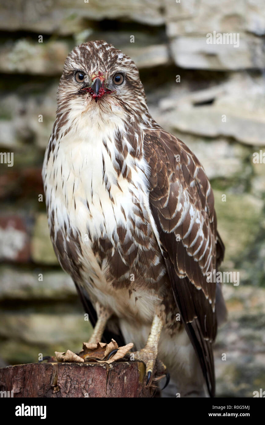 Nahaufnahme der männlichen Mäusebussard, North Yorkshire, Nordengland, Großbritannien, mit Resten von Beute in ihrem Schnabel. Stockfoto