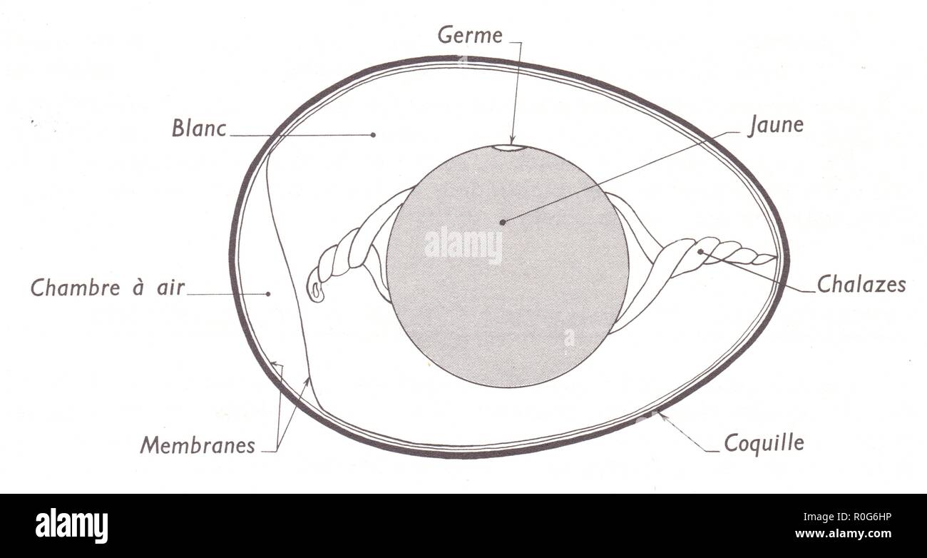 L'OEUF DE POULE Stockfoto