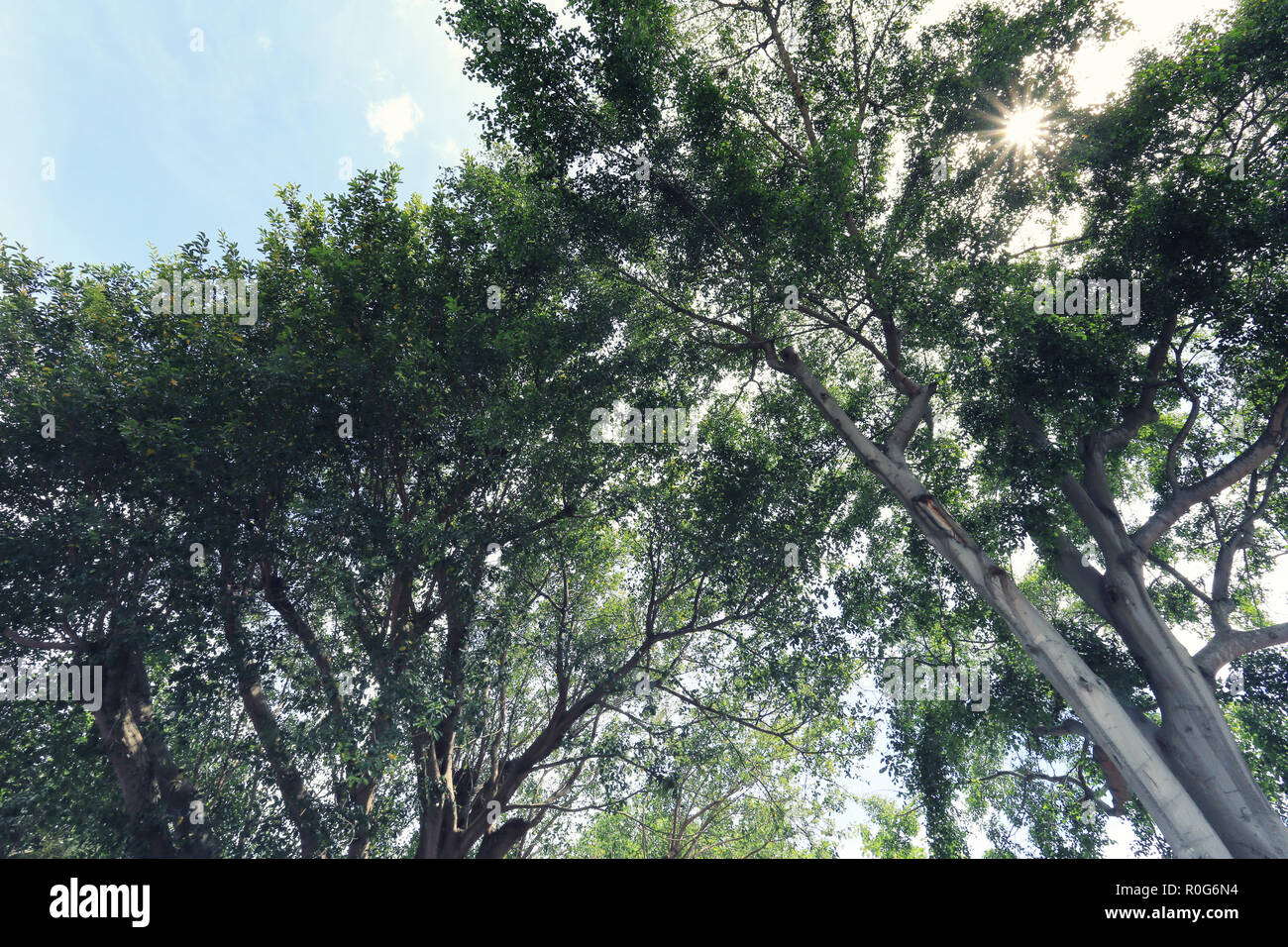 Anzeigen unter großen Baum im Garten für Design in ihre Arbeit natur Konzept. Stockfoto
