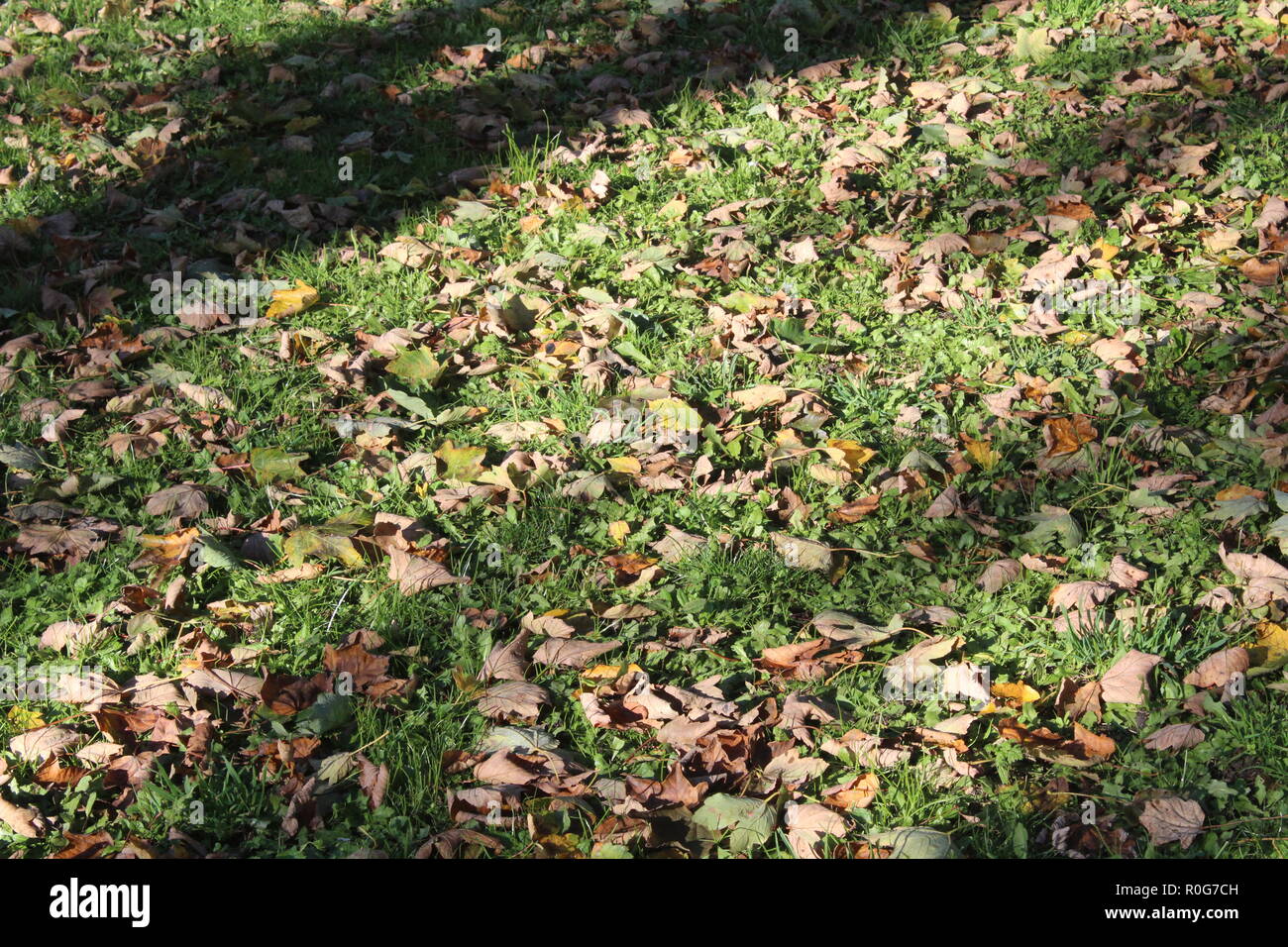Blätter auf dem Boden im Herbst am frühen Nachmittag Sonnenschein Stockfoto