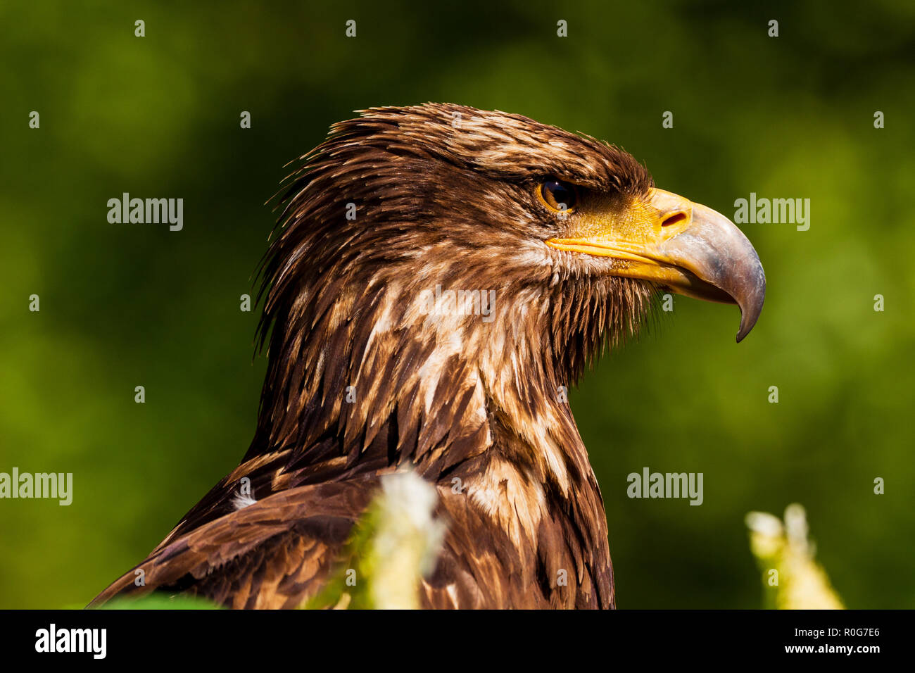 Dies ist ein junger Weißkopfseeadler mit Ein schönes Bokeh Stockfoto