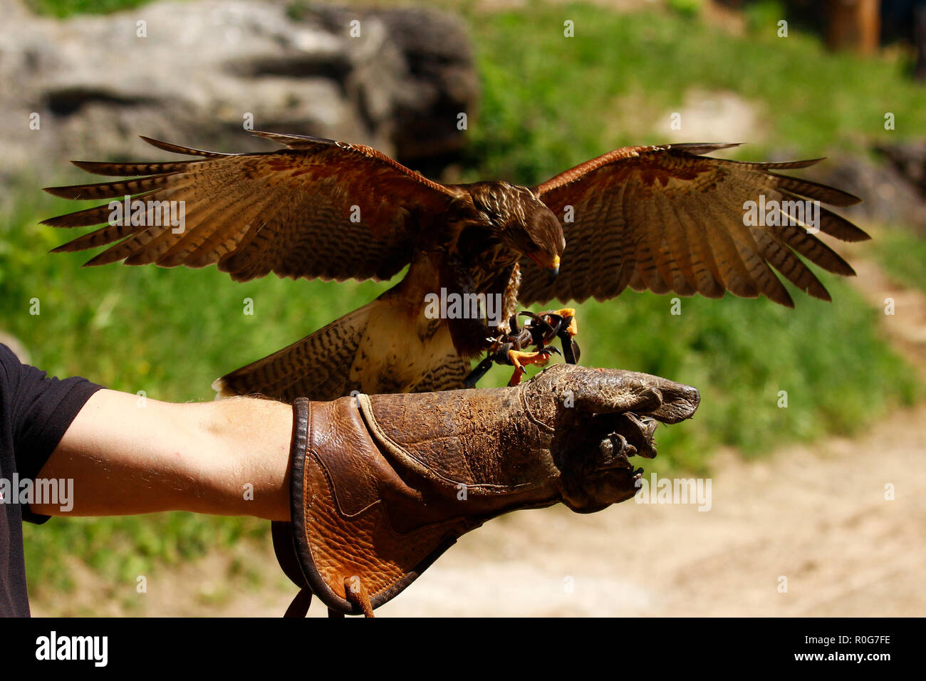 Dies ist ein junges Harris hawk Landung auf der Hand des Falkners. Stockfoto
