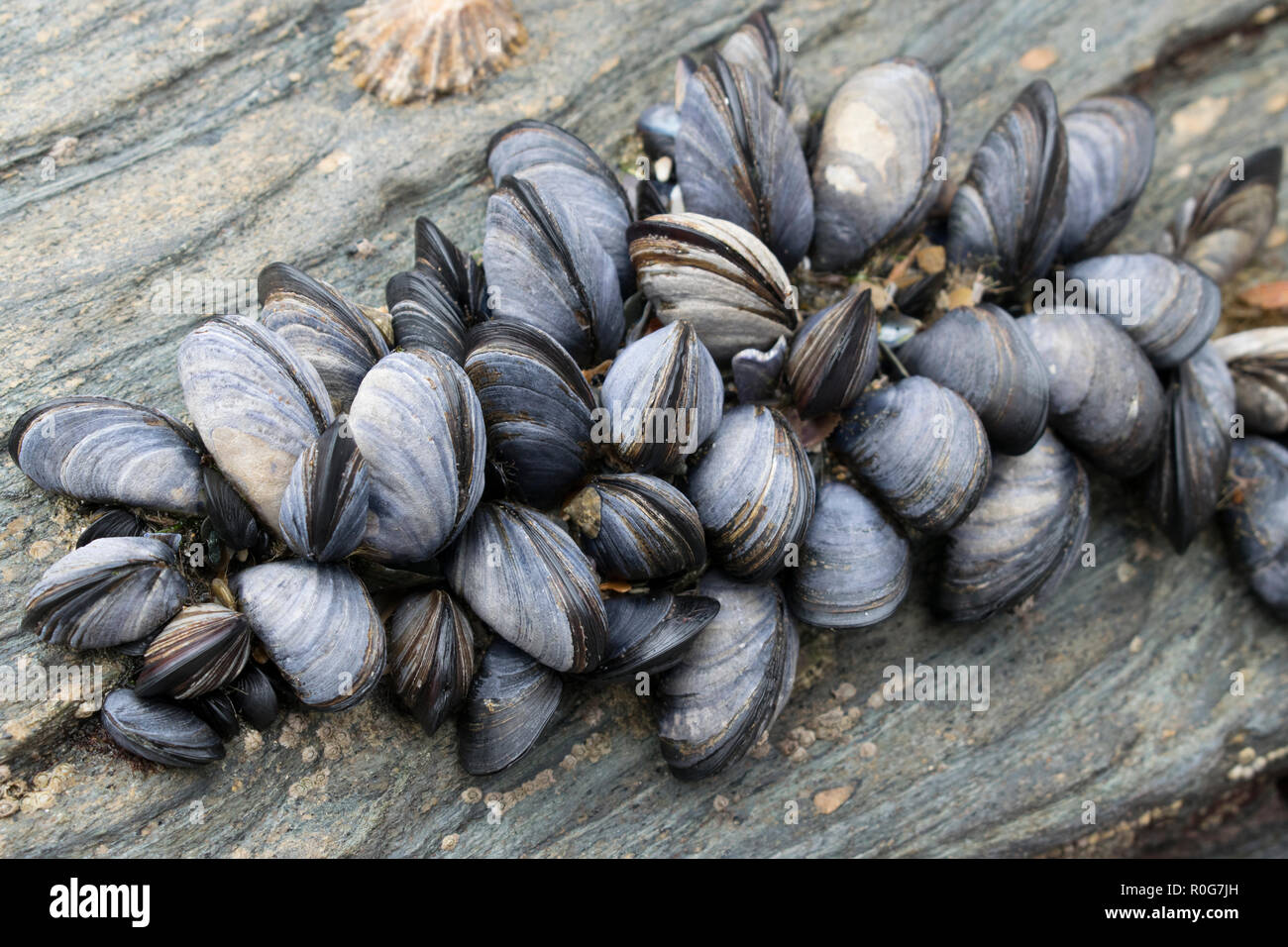 Blau, oder gemeinsame Muscheln auf Felsen bei Ebbe ausgesetzt Stockfoto