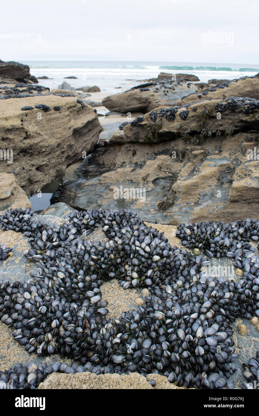 Blau, oder gemeinsame Muscheln auf Felsen bei Ebbe ausgesetzt Stockfoto