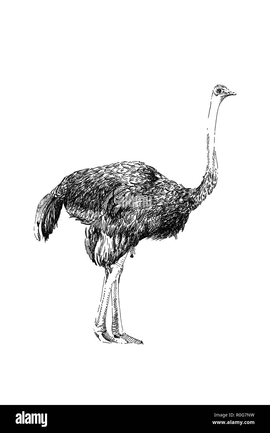 Strauß hand Illustrationen gezeichnet (Originale, keine tastung ...