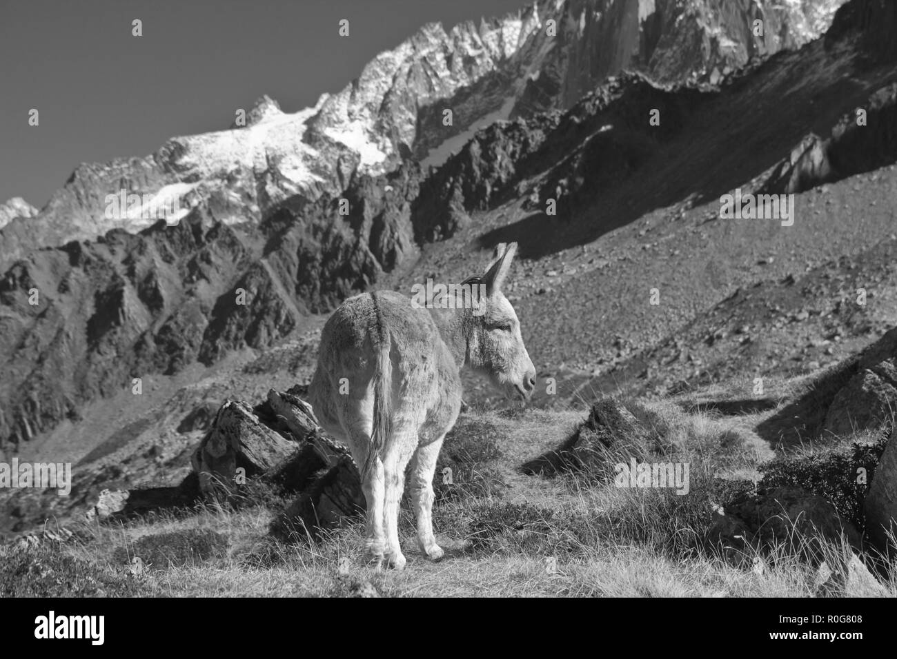 Die Alpen sind das größte und umfangreichste mountain range System, die vollständig in Europa liegt, Stretching rund 1.200 Kilometer. Stockfoto