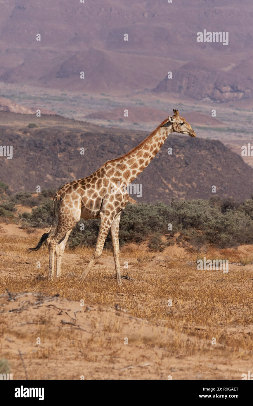 Giraffe Afrika - ein einsamer nach Süden Giraffe (Giraffa Giraffa), Damaraland, Namibia Afrika Stockfoto