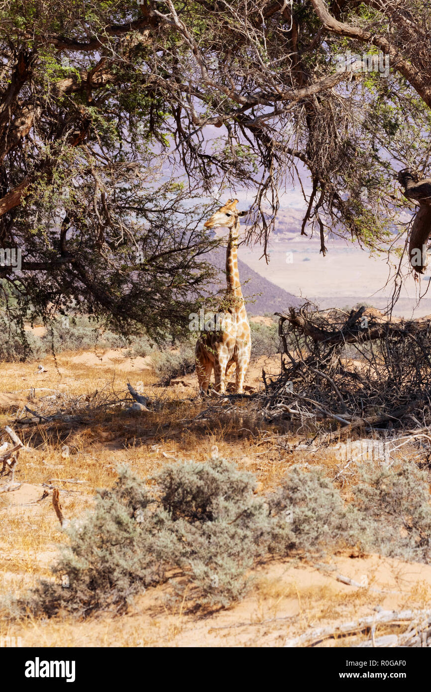 Giraffe Afrika - ein einsamer nach Süden Giraffe (Giraffa Giraffa), Damaraland, Namibia Afrika Stockfoto