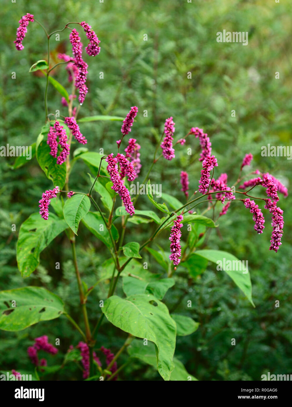 Persicaria maculosa, Wasserläufer, jährliche, Jahrbücher, persicarias, Polygonum persicaria, Rosa, Blume, Blumen, Blüte, RM Floral Stockfoto