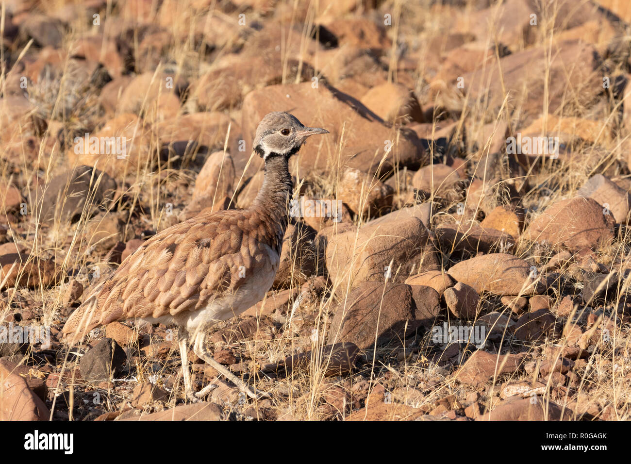 Ruppells Korhaan, aka Ruppells Bustard, Eupodotis rueppellii, ein Vogel in Namibia; gesehen Wild in der Wüste Namib, Namibia Afrika Stockfoto