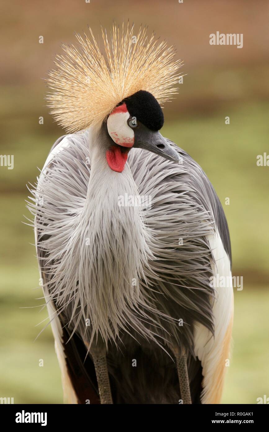 Unglaublich schöne graue gekrönt Kran in einer cremigen grünen Hintergrund und beeindruckende Details Stockfoto