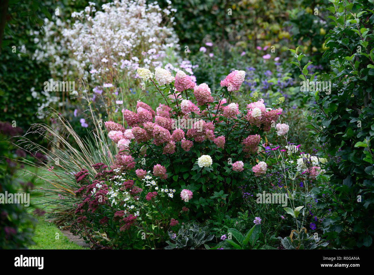 Hydrangea paniculata Vanille Fraise, Rosa, rispe, Blume, Blumen, flowerhead, Garten, Gärten, RM Floral Stockfoto