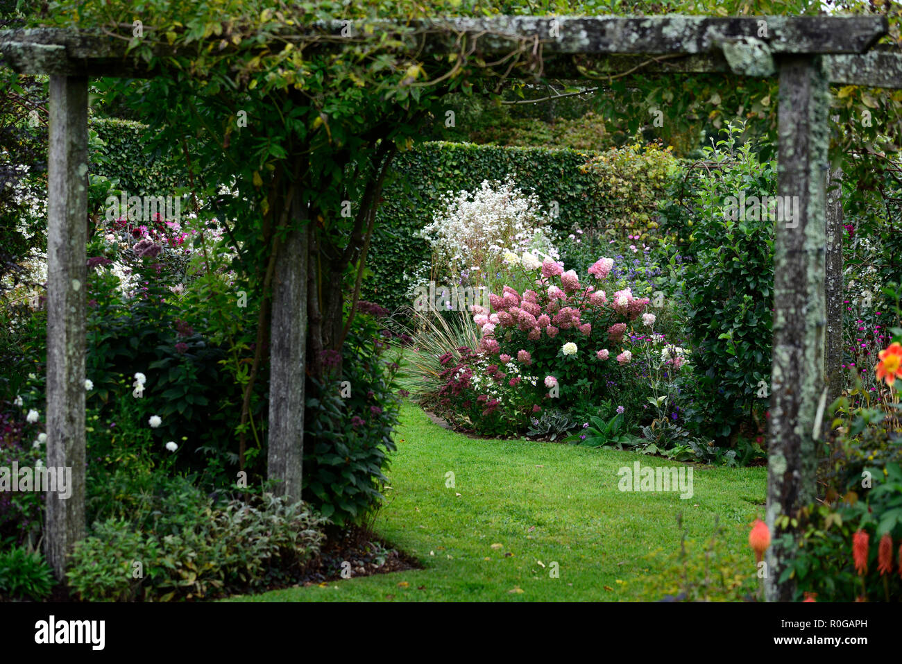 Pergola, Holz, Holz, Garten, Hydrangea paniculata Vanille Fraise, Rosa