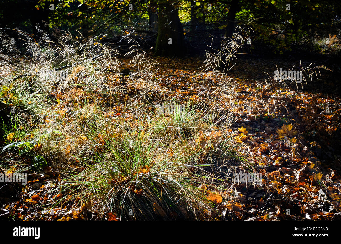 Gras Pflanze mit Herbst Samen auf den Boden des Waldes von Dean mit Laub in dappled Sonnenlicht Teppichboden. Gloucestershire, England Großbritannien Stockfoto
