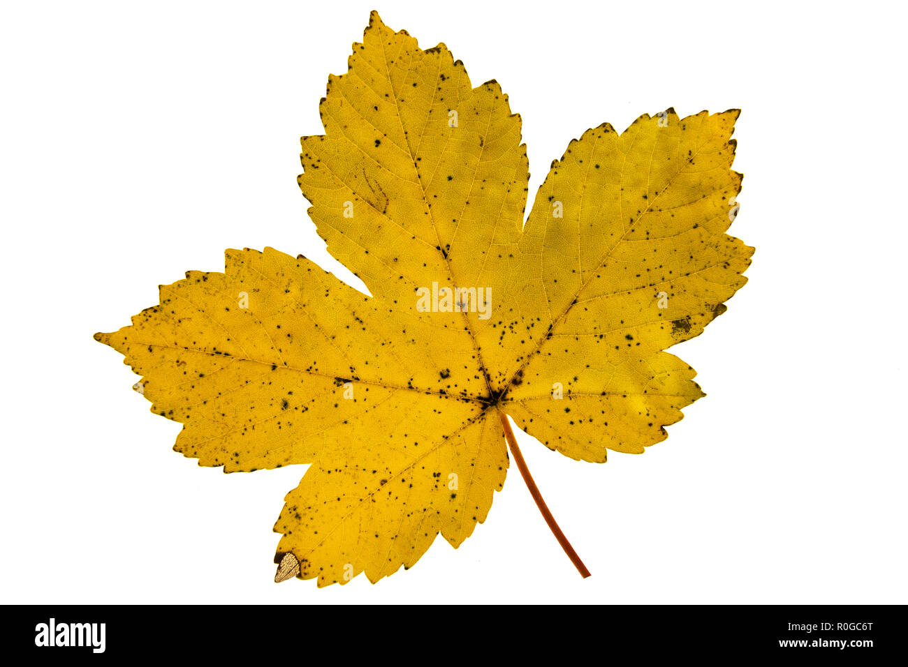 Lebendige detaillierte bunten Herbst Blatt auf weißem Hintergrund. Stockfoto