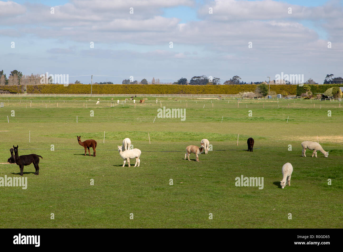 Ein Roter Traktor und Ballenpresse in einem ländlichen Gebiet in Neuseeland, Heu in den Frühling arbeiten Stockfoto